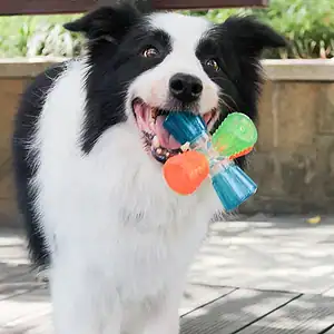 A black and white dog stands on a patio with a colorful toy in its mouth.