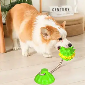 يلعب كورجي بلعبة ذات أسنان خضراء وصفراء مثبتة على كوب شفط.