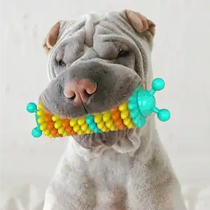 Shar Pei with colorful chew toy against a plain background.