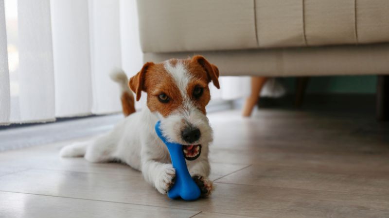 a dog chewing on a blue toy