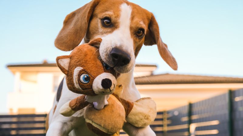 a dog playing with a stuffed animal