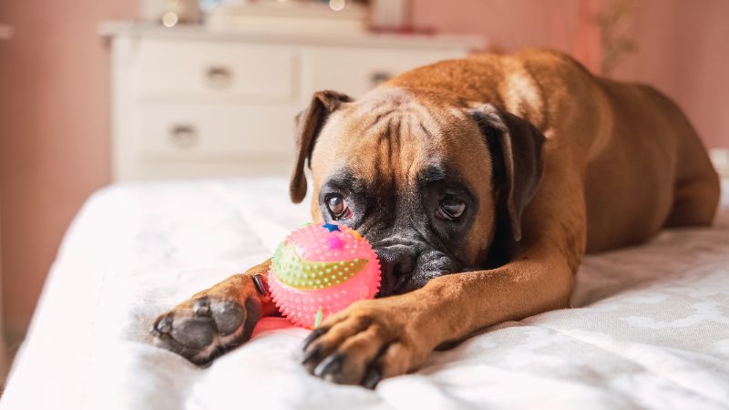Dog lying on bed with a colorful dog toy.