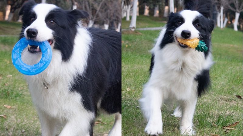 The dog on the left is holding a round fruit dog chew toy, and the dog on the right is holding a pineapple-shaped one.