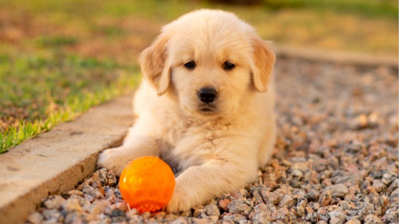Golden retriever puppy playing with a ball outdoors.