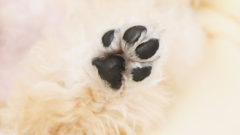a close-up of dog's paw