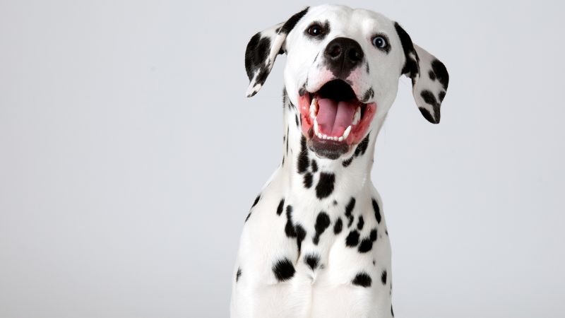 a dalmatian