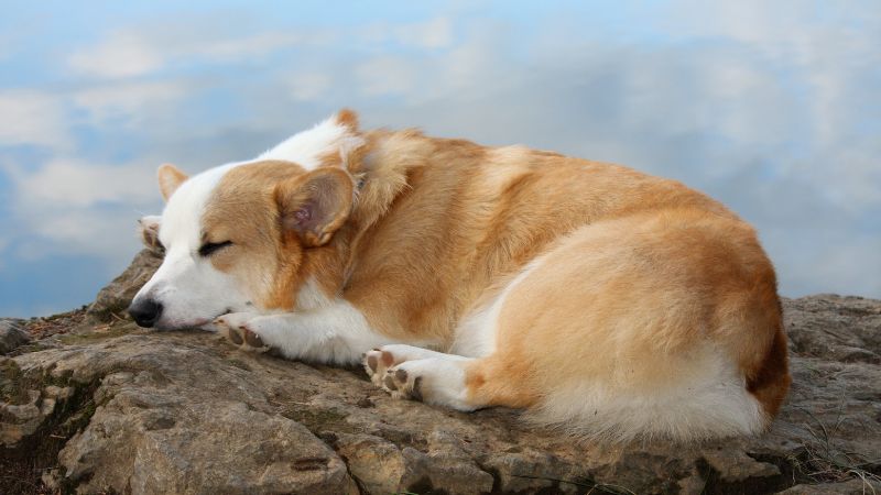 a dreaming Corgi dog