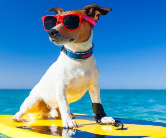 a sufer dog
