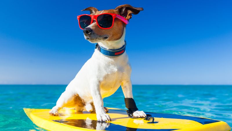 a sufer dog