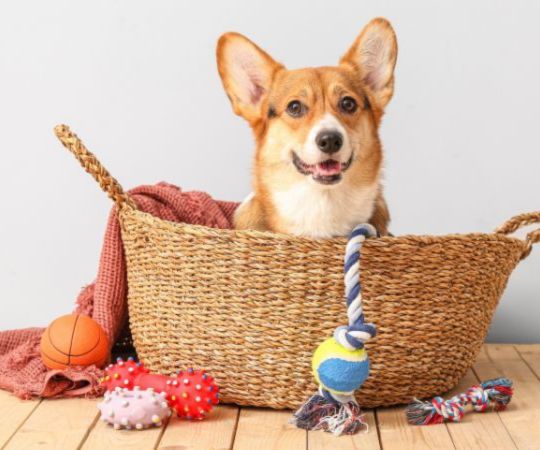 A corgi sitting in a basket with different dog toys.