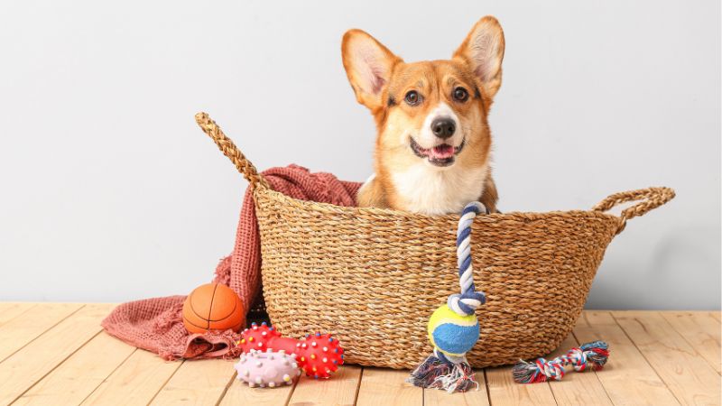 A corgi sitting in a basket with different dog toys.