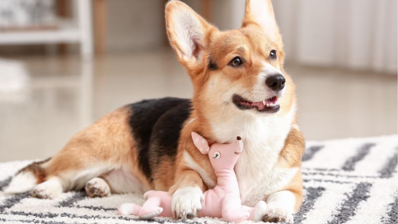 A corgi dog with a pink stuffed toy between its paws, lying on a patterned rug indoors.