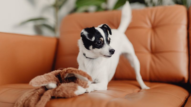 A small black and white dog on a brown leather couch, playing with a brown stuffed toy.