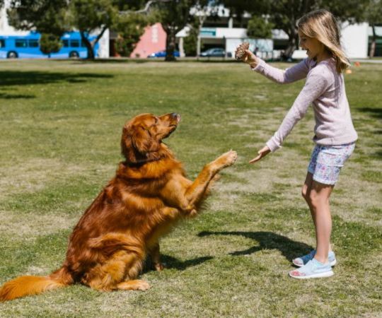A young girl in a park playing with a golden retriever; the dog is sitting and reaching up towards the girl who is holding a treat.