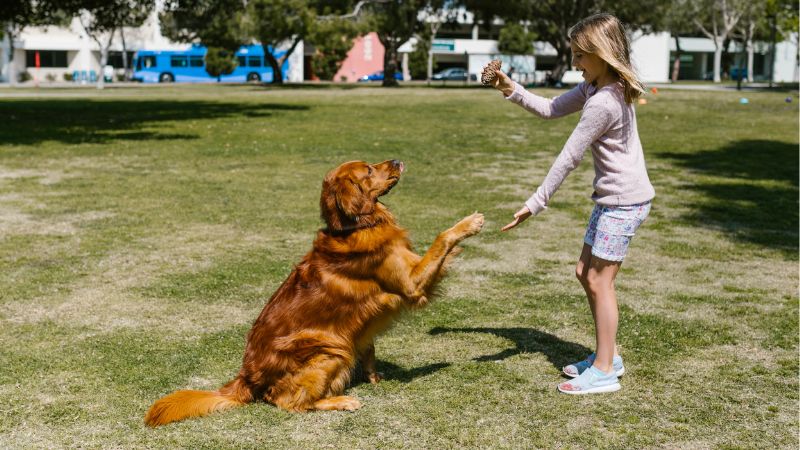 A young girl in a park playing with a golden retriever; the dog is sitting and reaching up towards the girl who is holding a treat.
