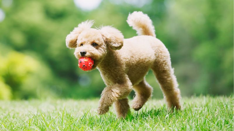 A playful apricot-colored poodle puppy running on a grassy field with a red ball in its mouth.