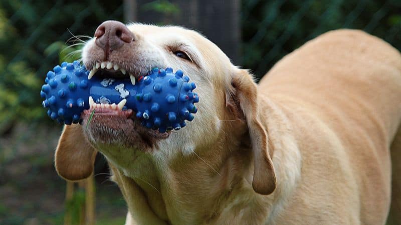 A yellow Lab holds a blue chew toy in its mouth outside.