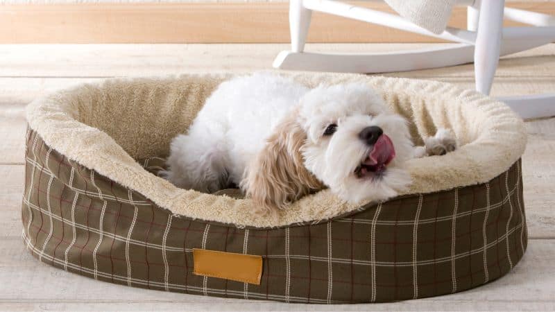 A small white dog with light brown ears lies in a plaid bed, licking its nose.