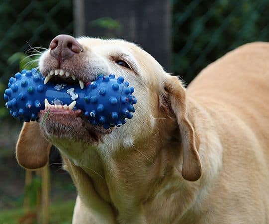 Un labrador amarillo sostiene un juguete masticable azul en su boca afuera.