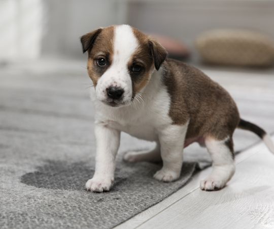 Un cachorro marrón y blanco está sentado sobre una alfombra gris de interior con una mancha húmeda debajo.