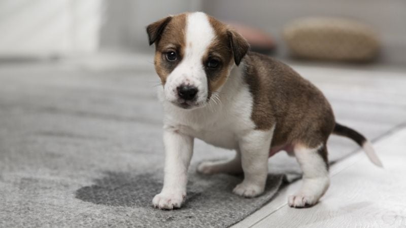 A brown and white puppy sits on a light rug beside a wet spot in a bright room.
