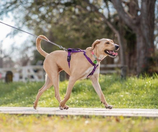 A tan dog in a purple harness walks on a leash outside, with grass and trees in the background.