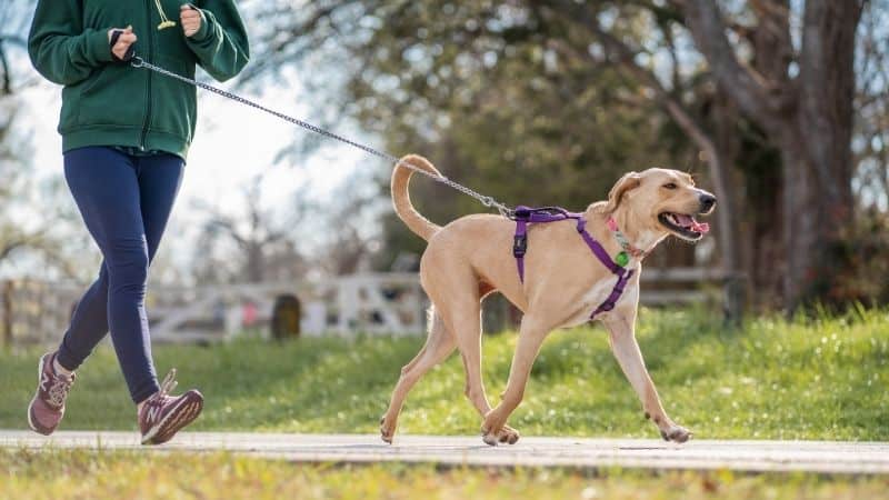 Person walks a tan, energetic dog in a park; the dog wears a purple harness. Grass and trees are behind them.