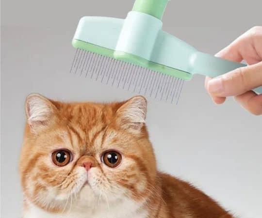 Una mano sostiene un cepillo para mascotas sobre un gato de cara plana de color naranja y blanco con ojos grandes.