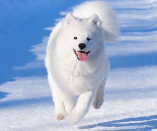 A fluffy white dog runs on a snowy path toward the camera, tongue out.