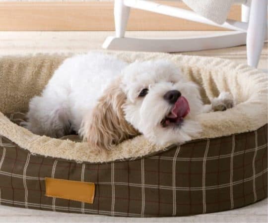 Un pequeño perro blanco y tostado se lame la nariz, acostado en una cama para mascotas a cuadros marrones que ayuda a prevenir el hábito de morder la cama.
