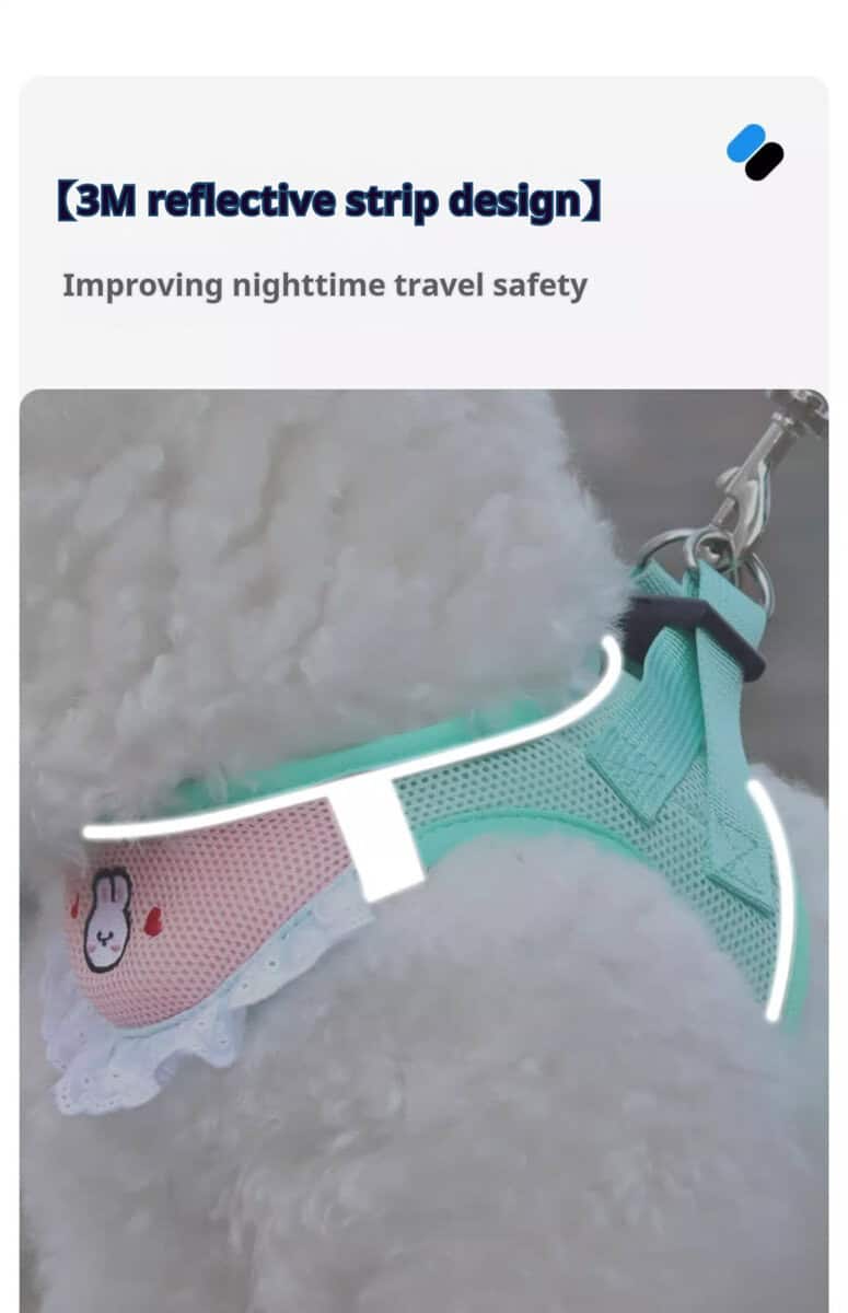 A fluffy white dog in a light blue harness with reflective strips for safer nighttime walks.