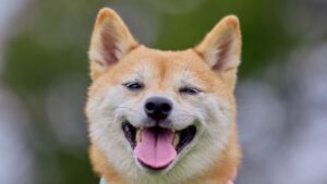 Do Dogs Blink Their Eyes? A Secret Language