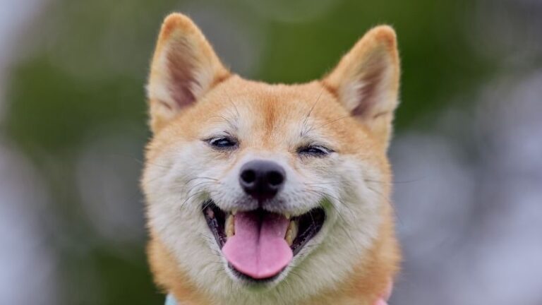 Do Dogs Blink Their Eyes? A Secret Language