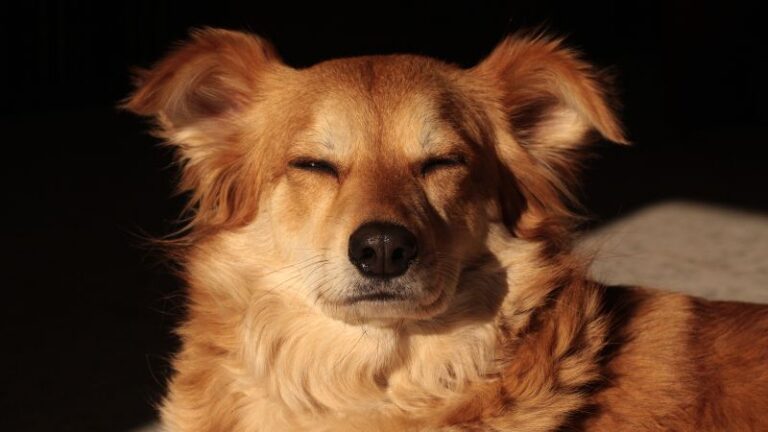 Do Dogs Blink Their Eyes? A Secret Language