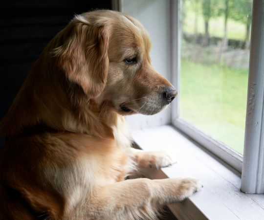 Golden retriever puppy looking out of a window, appreciating the outdoor scenery.