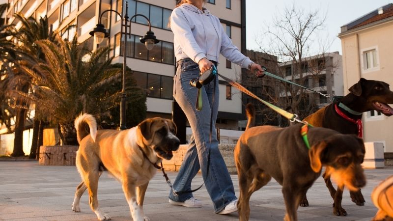 مدرب كلاب يمشي مع مقود، أجواء حضرية خارجية مع العديد من الكلاب الكبيرة، ملابس غير رسمية، مساء مبكر، خلفية مدينة حديثة، صورة نمط حياة لرعاية الحيوانات الأليفة.
