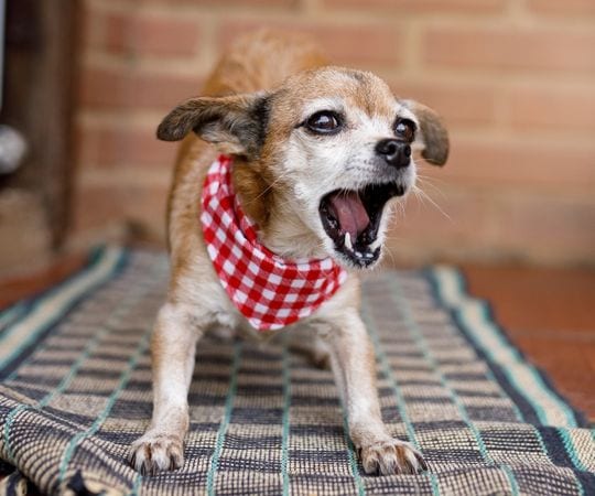 Dog yawning indoors, small brown and white dog with red checkered bandana on wood floor.