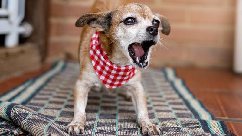 Small dog with a red and white checkered bandana, barking on a patterned rug in a cozy indoor setting.