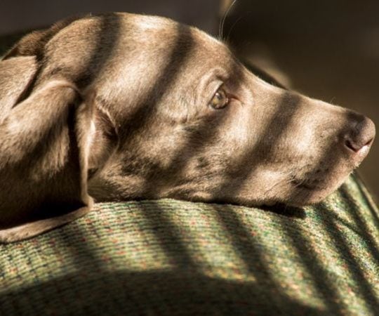 A young brown dog resting its head on a textured green cushion, looking thoughtfully into the distance with soft sunlight highlighting its fur.
