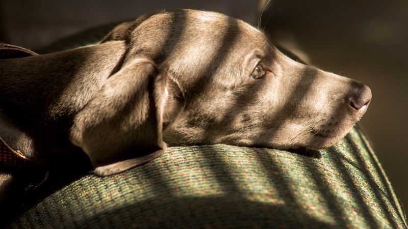 Gentle dog resting on a cushioned surface in natural sunlight, showcasing the comfort and cozy environment promoted by Deepblue home products.