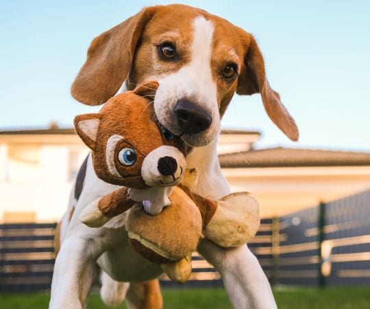 Adorable dog holding a plush raccoon toy, outdoors on a sunny day, emphasizing pet companionship and playful moments.