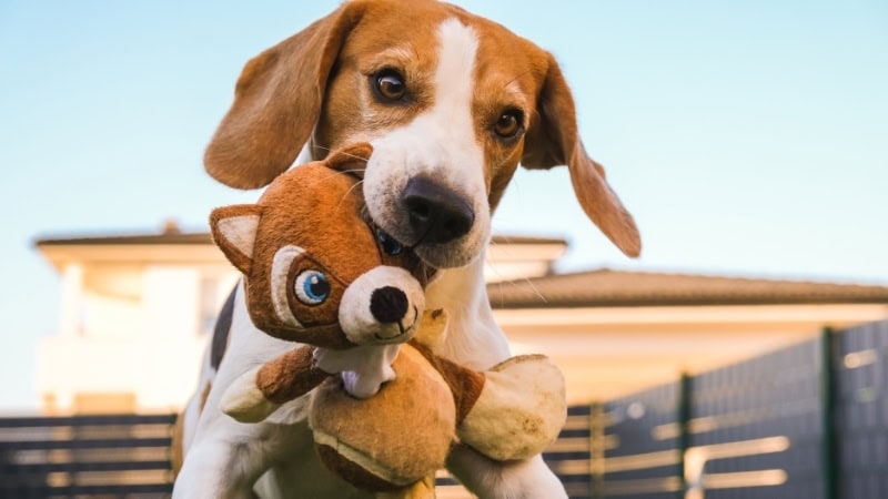 Playful beagle puppy holding a plush squirrel toy in a backyard setting.
