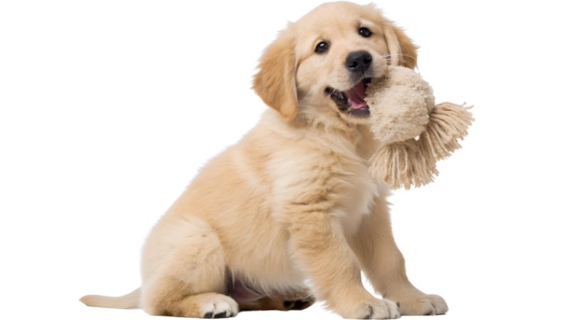 Golden retriever puppy playing with plush toy.