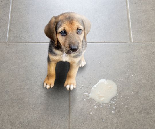 Puppy with spilled milk on tiled floor, adorable dog looking at camera, pet care, clean home, puppy stains, young dog indoors.
