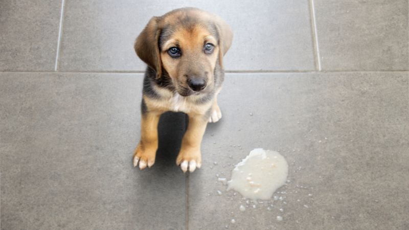 Puppy with spilled milk on a tiled floor, emphasizing pet safety and household cleaning tips.