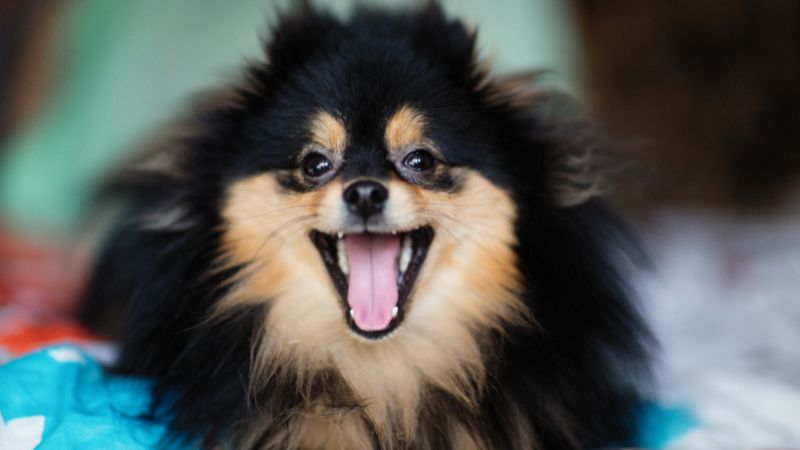 Pomeranian dog smiling with open mouth, soft fur, and bright eyes, showcasing playful and friendly pet companionship.