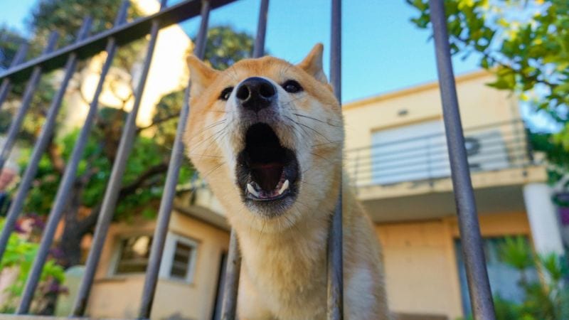 Shiba Inu dog behind a fence in a modern backyard with lush greenery and sunny weather.