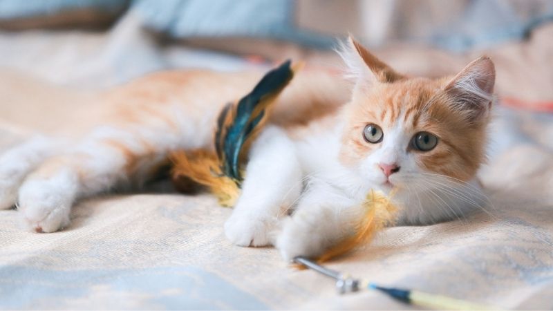 Gatito esponjoso naranja y blanco con ojos azules, recostado en una cama suave, jugando con un juguete de plumas de colores. Adorable escena de relajación gatita, perfecta para amantes de las mascotas y los aficionados al cuidado de gatos.