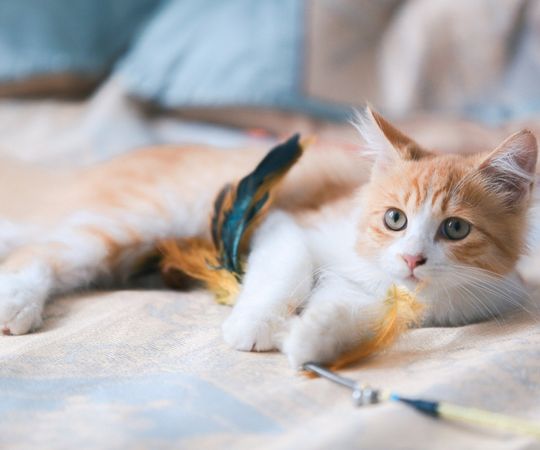 Gato pelirrojo juguetón acostado en una cama con un juguete de plumas y un puntero láser, relajado y curioso, perfecto para los amantes de las mascotas y los entusiastas de los gatos.