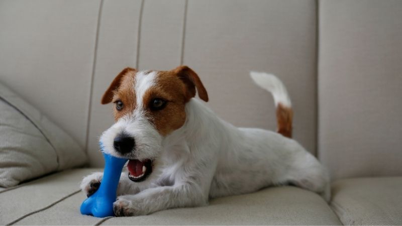 1. Adorable cachorro Jack Russell masticando un juguete de goma azul en un sofá beige, mostrando divertidos accesorios para mascotas y cómodos muebles para el hogar.